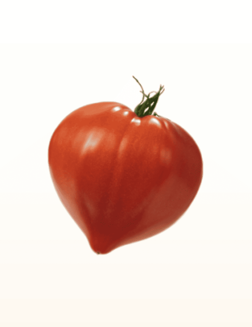 Tomate Cœur de Bœuf